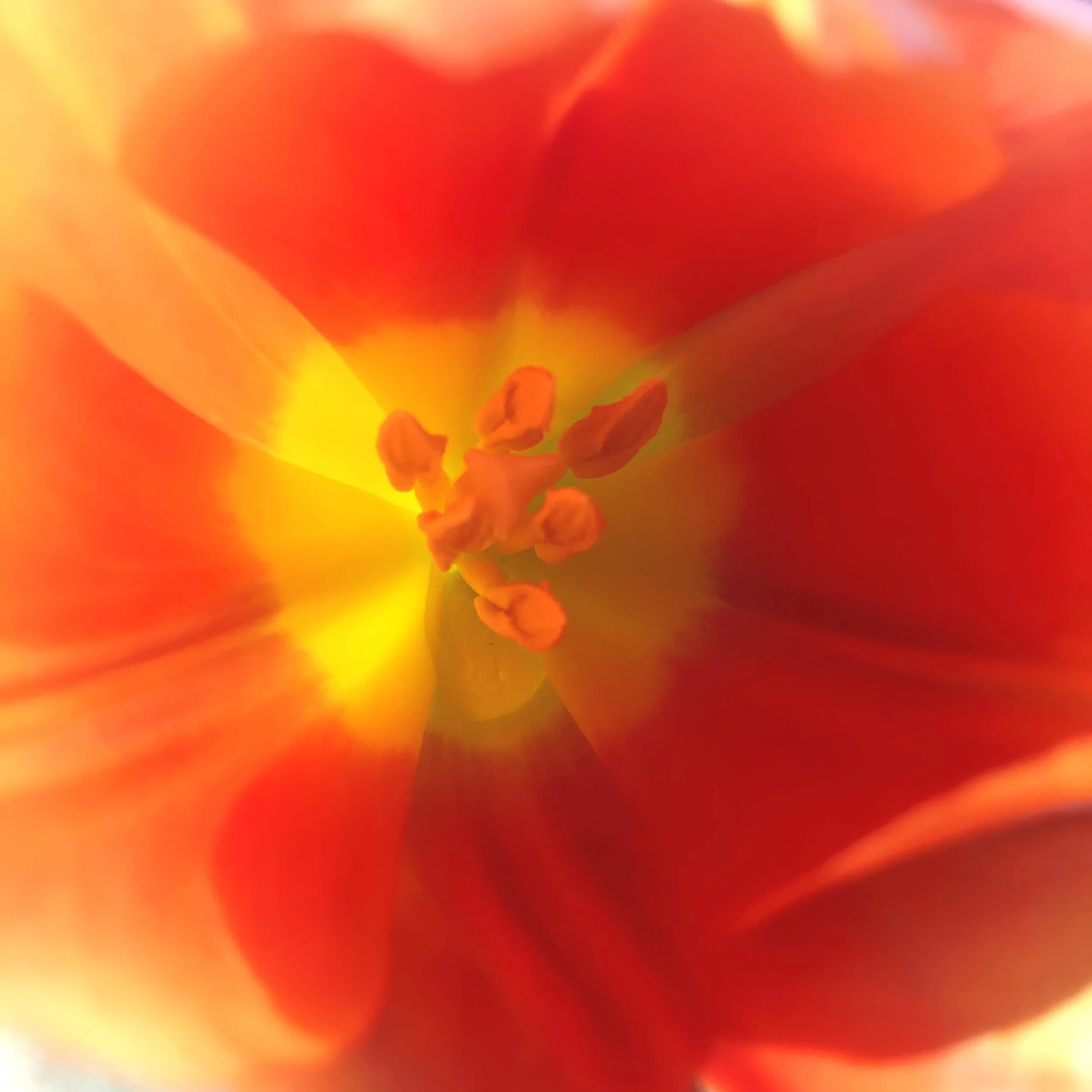 flowers — lisa rayman goldfarb photography